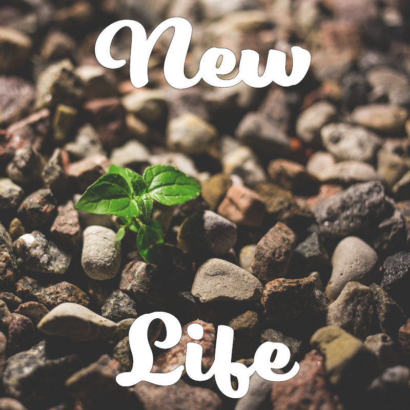 new life image