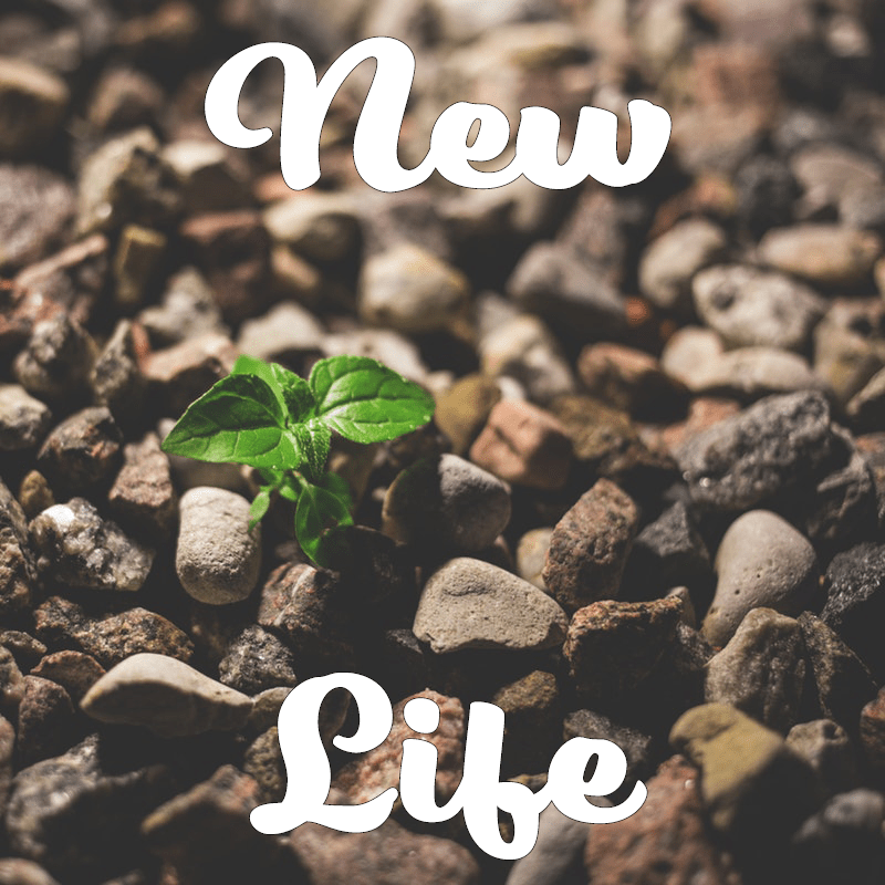 new life image